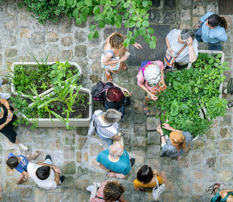 La récolte des graines